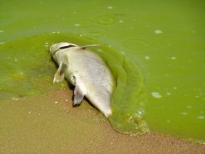 Dead fish from algal bloom.