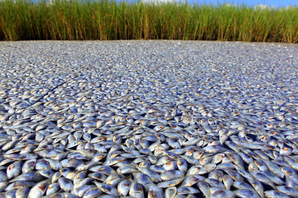 Large scale 'fish kill' in Gulf of Mexico dead zone
