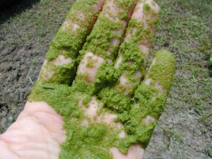 Algae 101 What is it and what does it do
