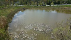 surface infiltration basin