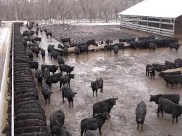 Rainwater Harvesting for Livestock